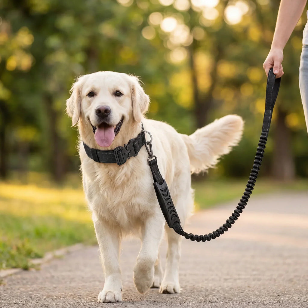 Bungee Dog Leash