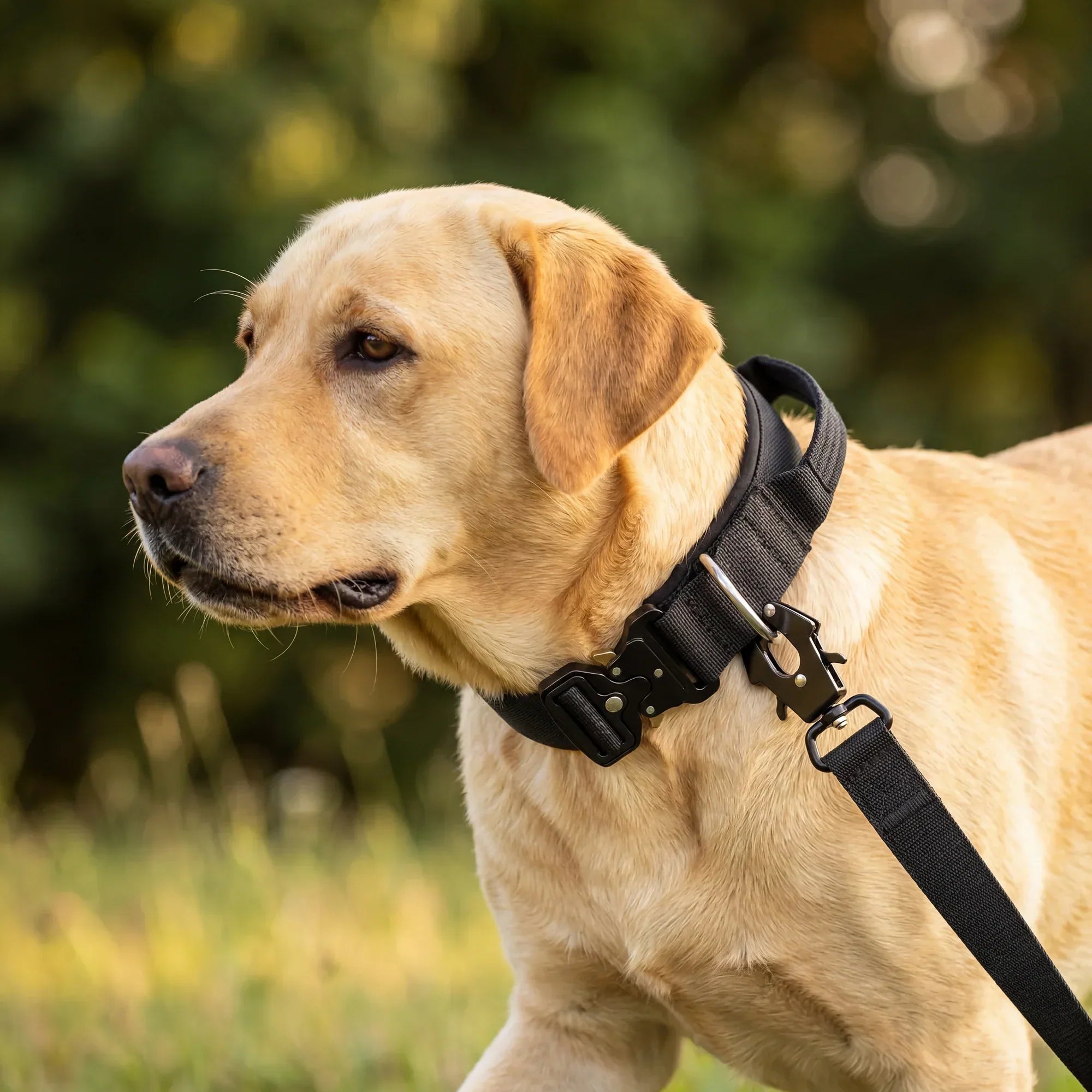 Tactical Dog Collar