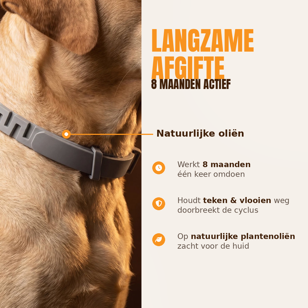 Anti-Flea and Tick Collar | 8 Months Protection (Buy 1 Get 1 FREE)