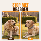 Anti-Flea and Tick Collar | 8 Months Protection (Buy 1 Get 1 FREE)
