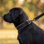 Collar with pull stop